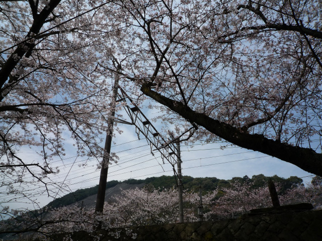 山中渓桜2009_02